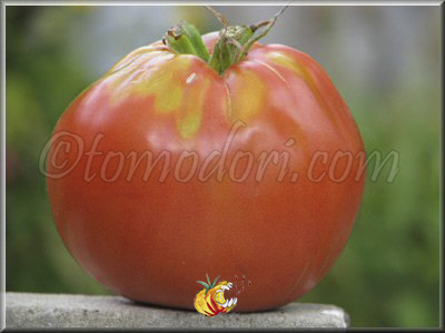 Tomate Mont Athos