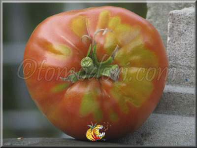 Tomate Mont Athos