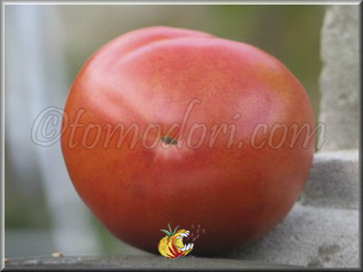 Tomate Mont Athos