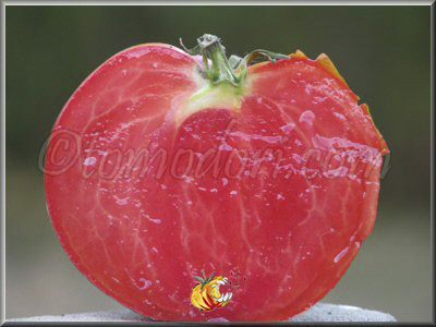 Tomate Mont Athos