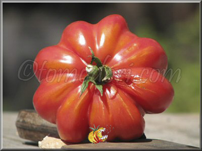 Tomate Montserrat Pink