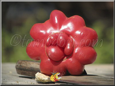 Tomate Montserrat Pink