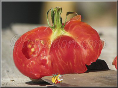Tomate Montserrat Pink