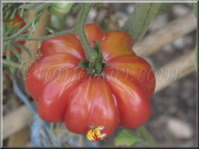 Tomate Montserrat Pink