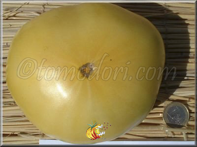 Tomate Mortgage Lifter Yellow