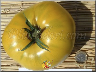 Tomate Mortgage Lifter Yellow