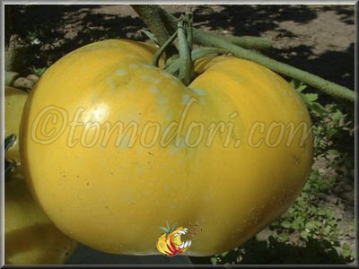 Tomate Mortgage Lifter Yellow