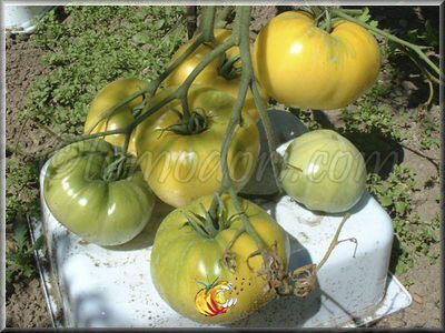 Tomate Mortgage Lifter Yellow