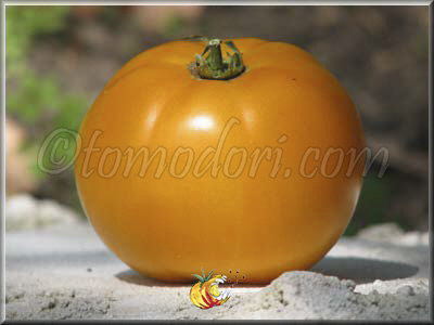 Tomate Mountain Gold
