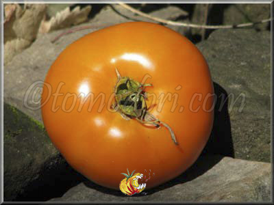Tomate Mountain Gold
