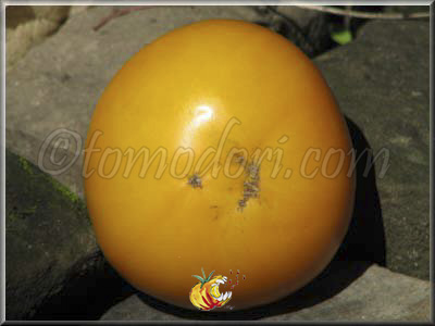 Tomate Mountain Gold