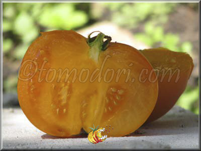 Tomate Mountain Gold
