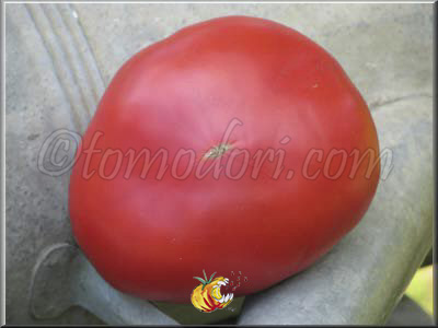 Tomate Moya