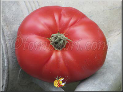 Tomate Moya