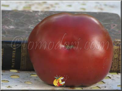 Tomate Mr Brown