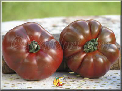 Tomate Mr Brown