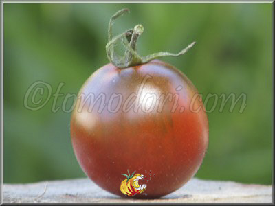 Tomate Mrs Kennedy