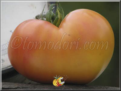 Tomate Multi Color