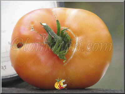 Tomate Multi Color