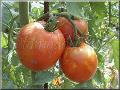 Tomate Napoli Ischia