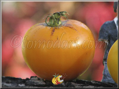 Tomate Nebraska Wedding