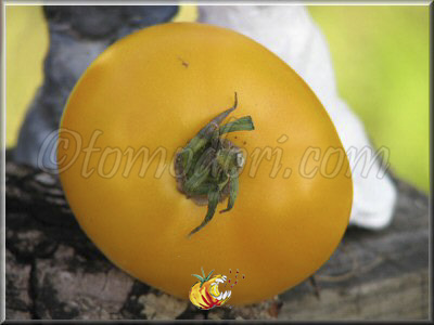 Tomate Nebraska Wedding