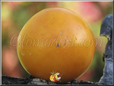 Tomate Nebraska Wedding