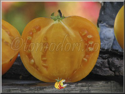 Tomate Nebraska Wedding