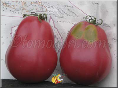 Tomate New Zealand Pear