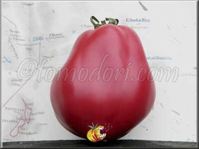 Tomate New Zealand Pear