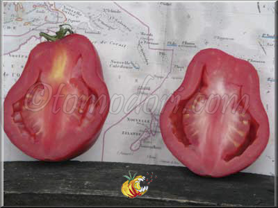 Tomate New Zealand Pear