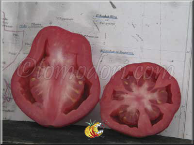 Tomate New Zealand Pear