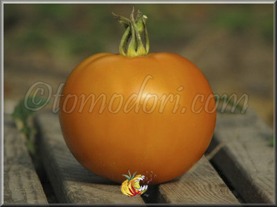 Tomate Nicoviotis Orange