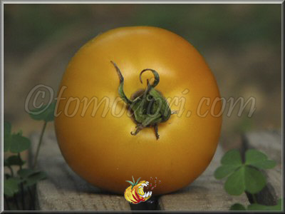 Tomate Nicoviotis Orange