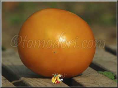 Tomate Nicoviotis Orange