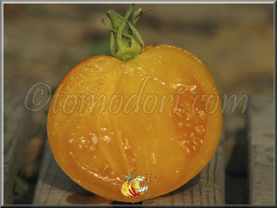 Tomate Nicoviotis Orange