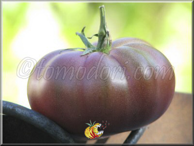 Tomate Noire de Coseboeuf