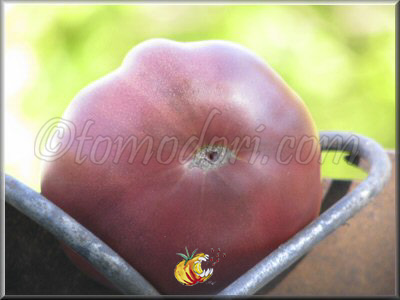 Tomate Noire de Coseboeuf