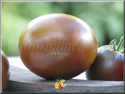 Tomate Noire de Crimée