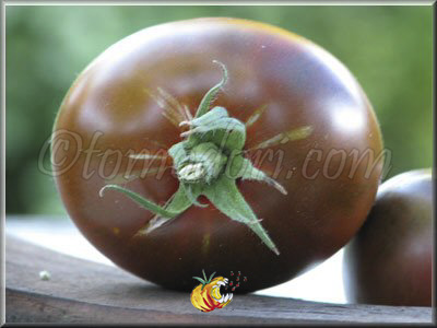 Tomate Noire de Crimée