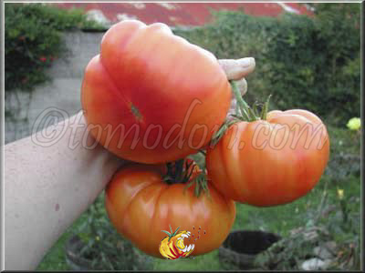 Tomate Northern Lights