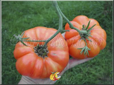 Tomate Northern Lights