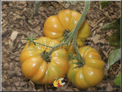 Tomate Northern Lights