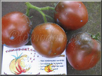 Tomate Nyagus