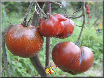 Tomate Nyagus