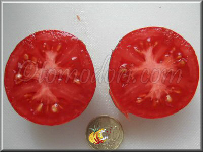 Tomate Odessa