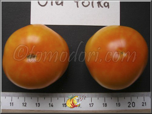 Tomate Ola Polka