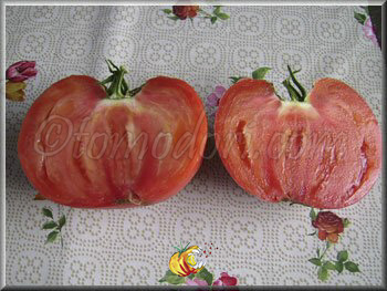 Tomate Olena Ukrainian