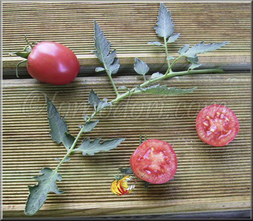 Olirose de Saint-Domingue