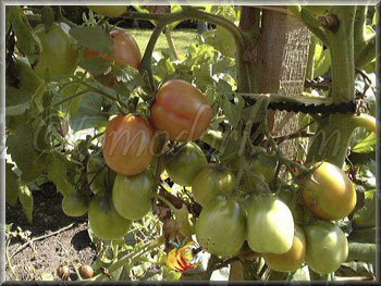Tomate Olirose de Saint-Domingue